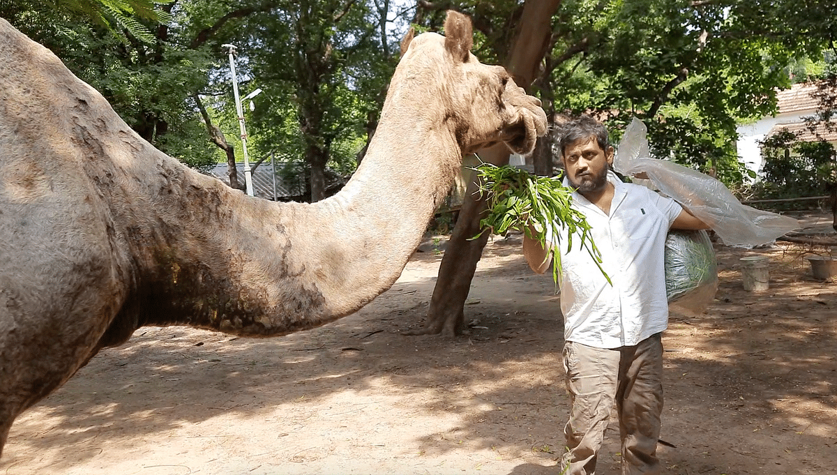 Naachiyaar was a camel that was once malnourished and worn out.