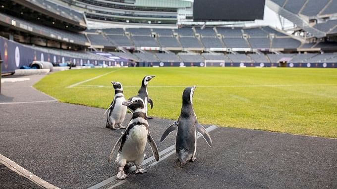 Penguins Izzy, Darwin, Tombo and Charlotte at Soldier Field, Chicago.