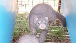 As a precautionary measure, up to 17 million minks will be culled to protect people in Denmark.