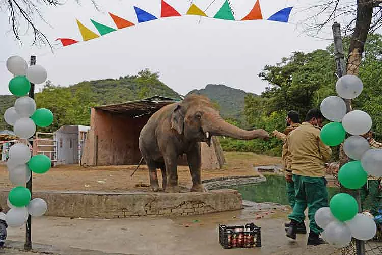 Pakistan's Lonely Asian Elephant Kaavan Gets a Farewell Party