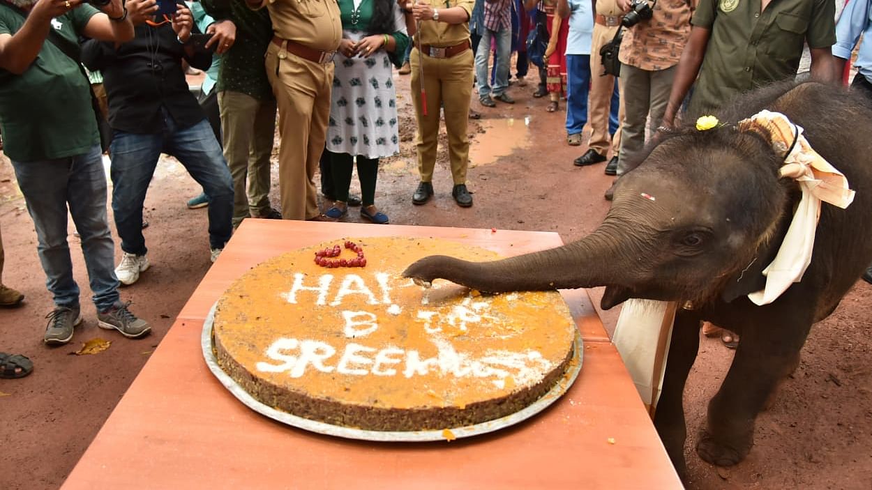 This 1-Year-Old Elephant Celebrating Her B’Day Is Adorable AF