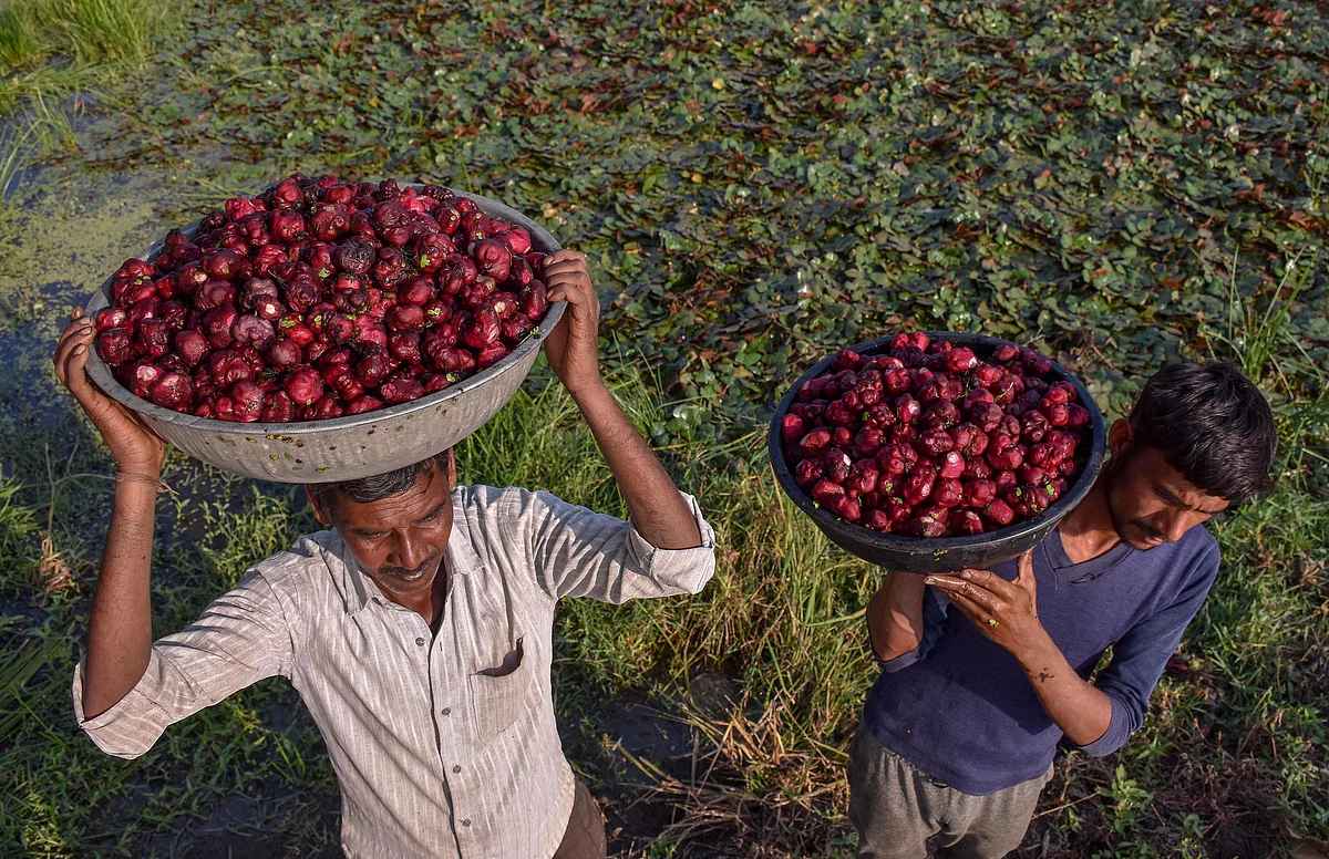 Farmer collects water chestnut, locally known as Singada from a pond on the outskirts of Jabalpur.