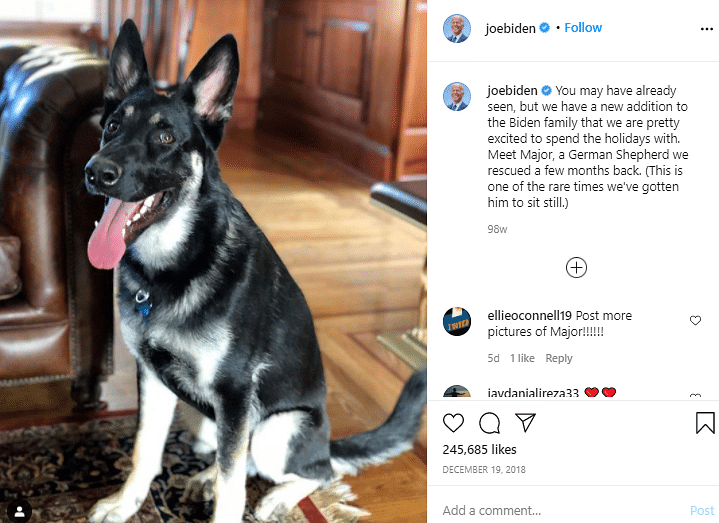 Reports claim that Major will be the first rescue dog to enter the White House.