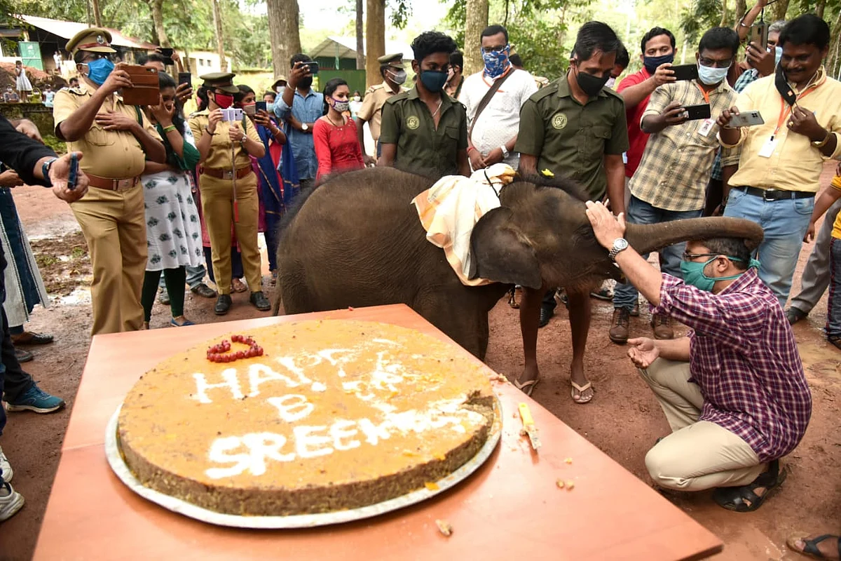 This 1-Year-Old Elephant Celebrating Her B’Day Is Adorable AF