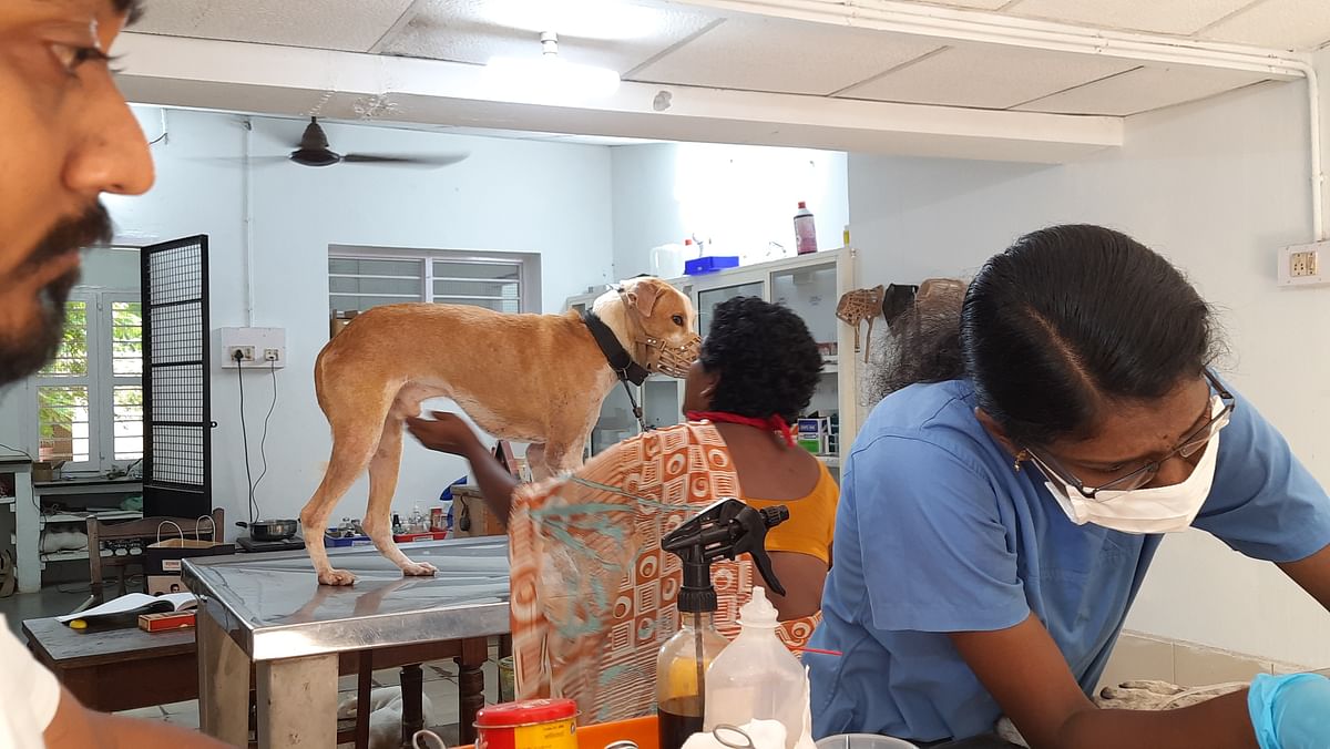 Shravan Krishnan runs the Besant Memorial Animal Dispensary in Chennai, a rehabilitation centre for injured animals.