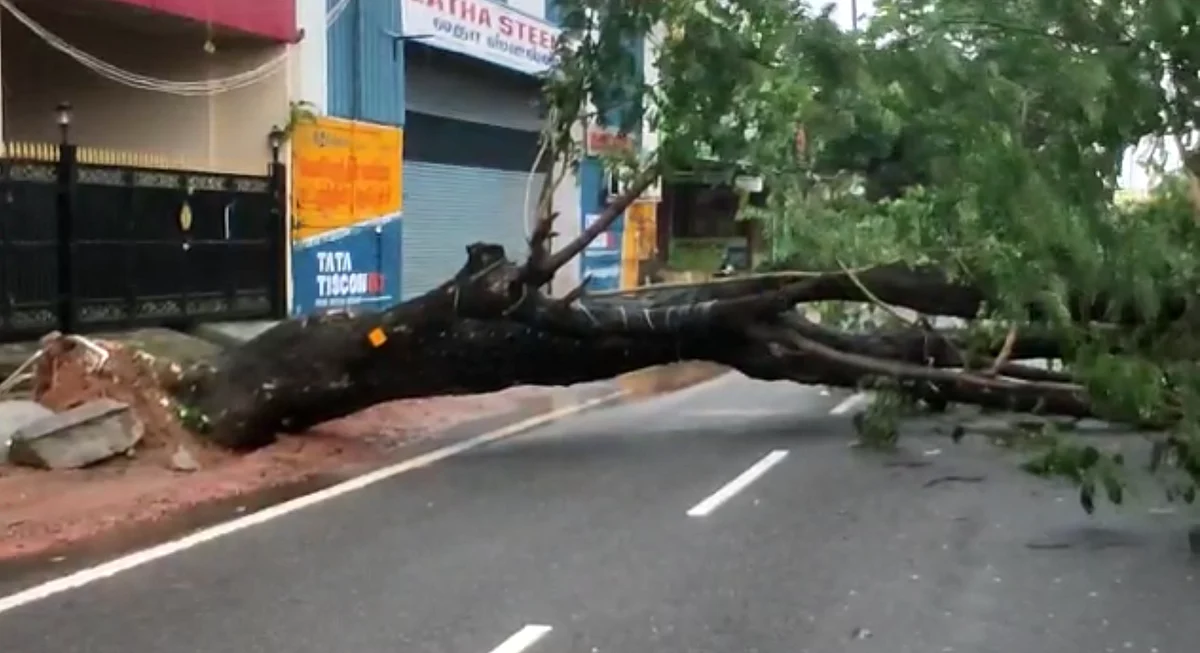 Over 267 trees have fallen in Chennai due to the cyclone.