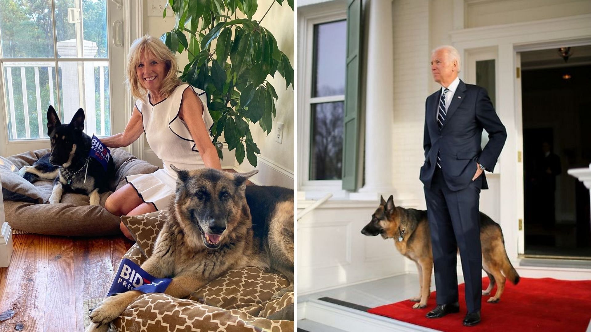 White House Preps For Joe Biden's Rescue Dog, Twitter Cheers DOTUS