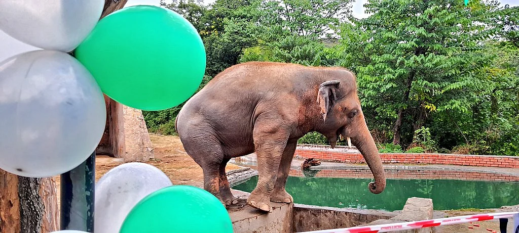 Pakistan's Lonely Asian Elephant Kaavan Gets a Farewell Party