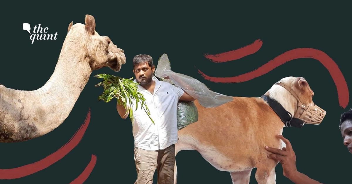 Saving Animals Amid Pandemic, Chennai's Shravan is No Ordinary Man