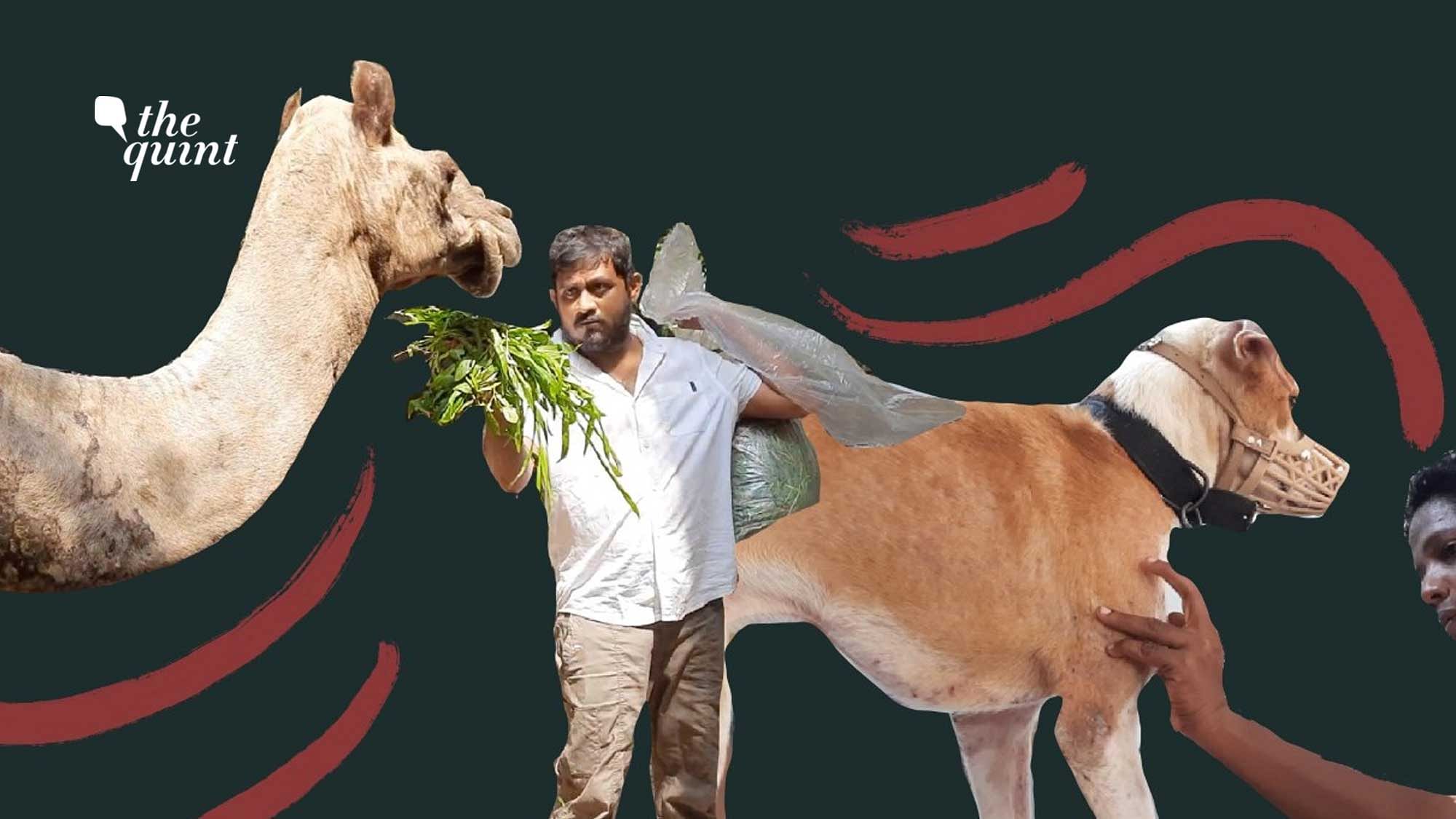 Shravan Krishnan runs Besant Memorial Animal Dispensary in Chennai, a rehabilitation centre for injured animals.