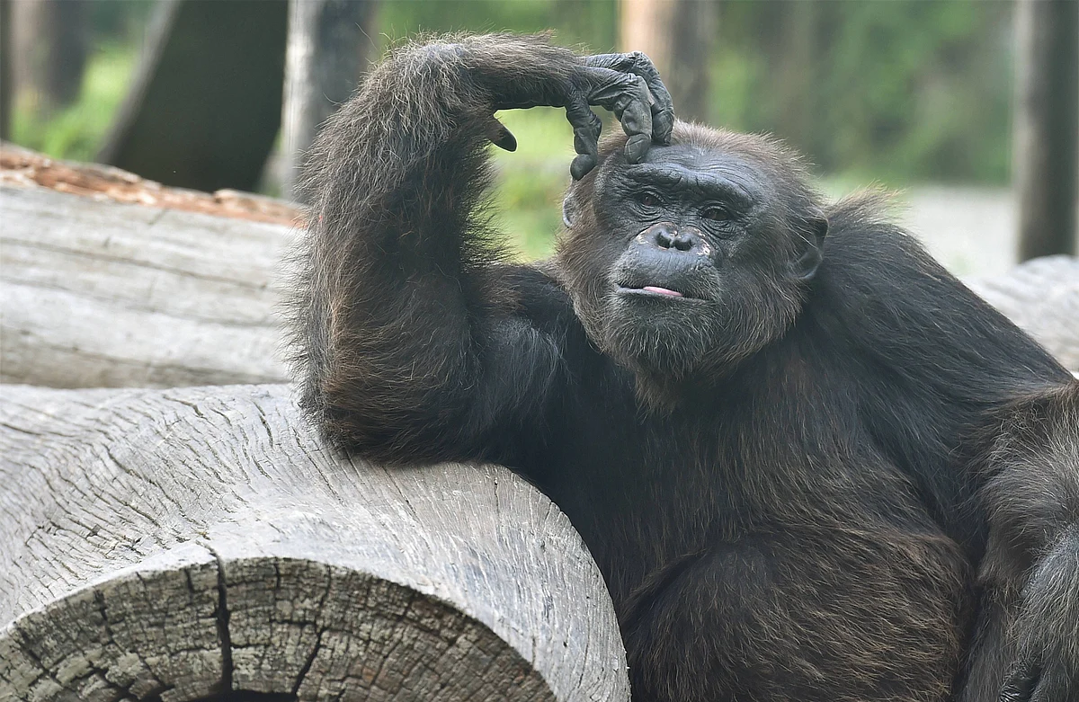 A Chimpanzee sits inside an enclosure at Alipore Zoological garden, in Kolkata.