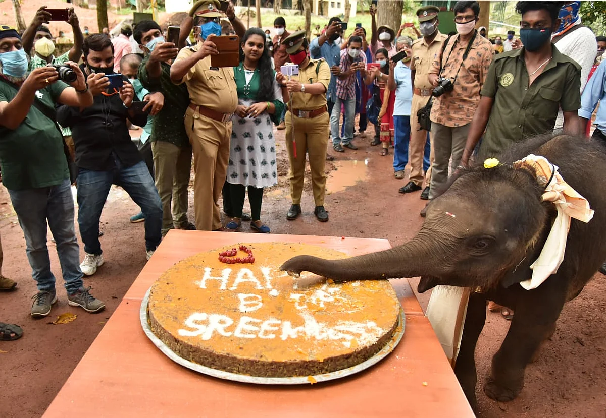 This 1-Year-Old Elephant Celebrating Her B’Day Is Adorable AF