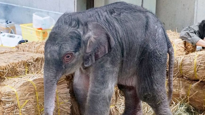 Japan's Oldest Zoo Unveils Baby Elephant, Needs Help Naming It