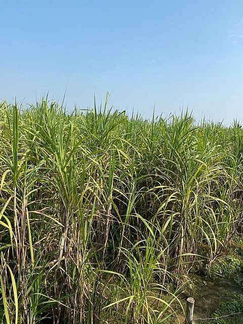 Even though the new season has started, the outstanding dues of sugarcane farmers in UP have not yet been processed.