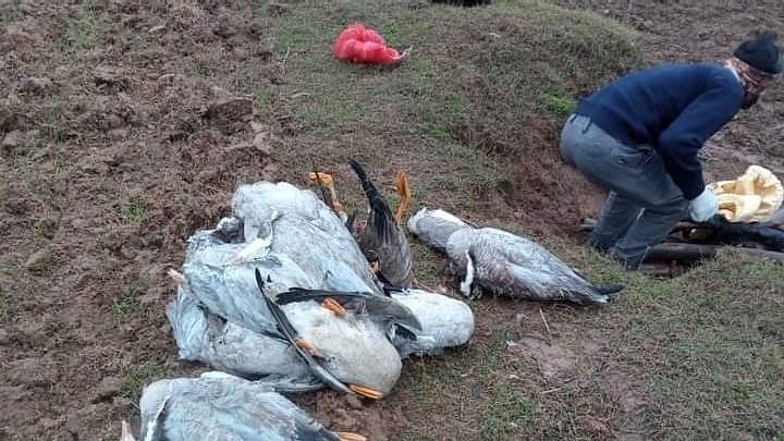  Himachal Pradesh wildlife authorities on Monday said that avian influenza (H5N1) was the cause.