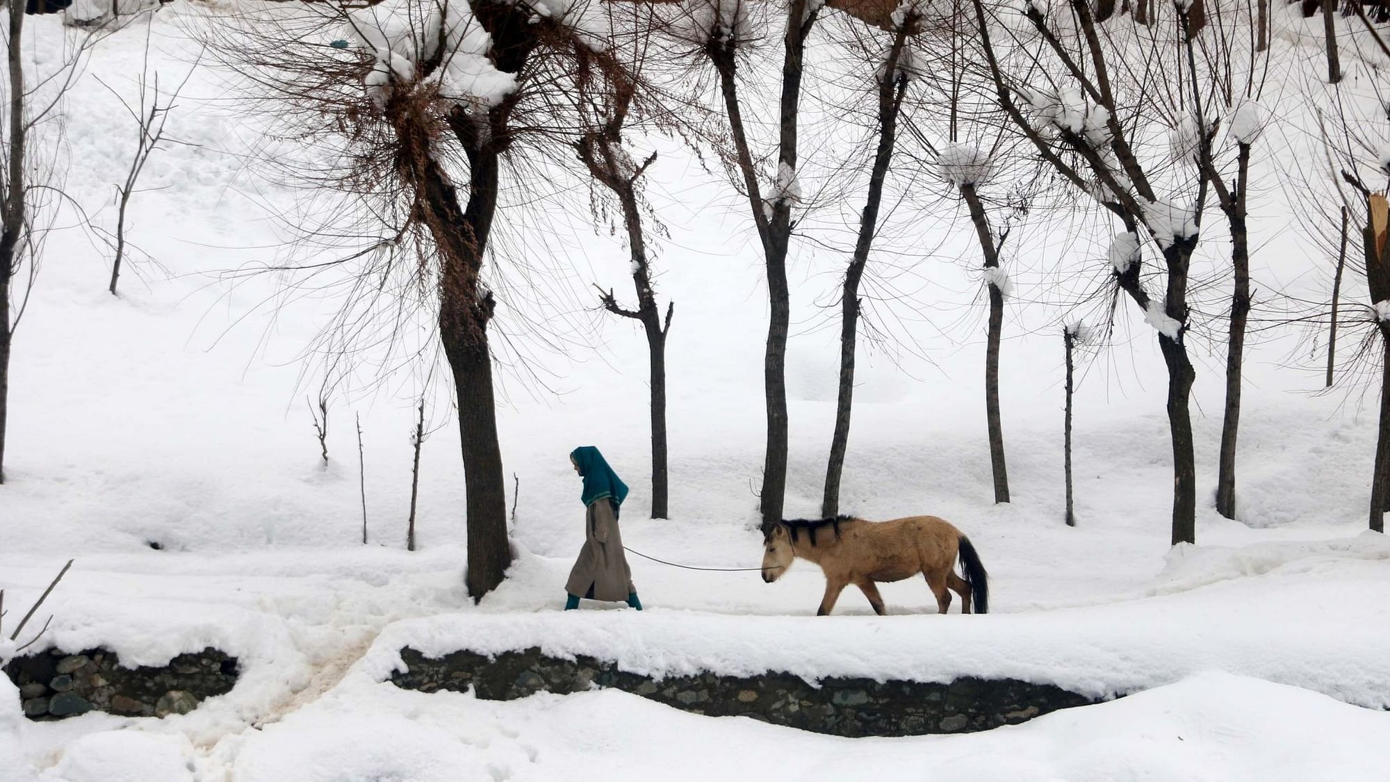 A girl seen walking her donkey in the snow covered patch.