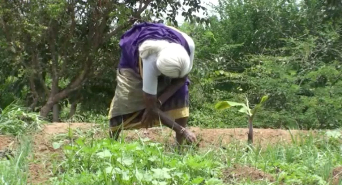 Even a century of tending to the fields has not tired out Pappammal.