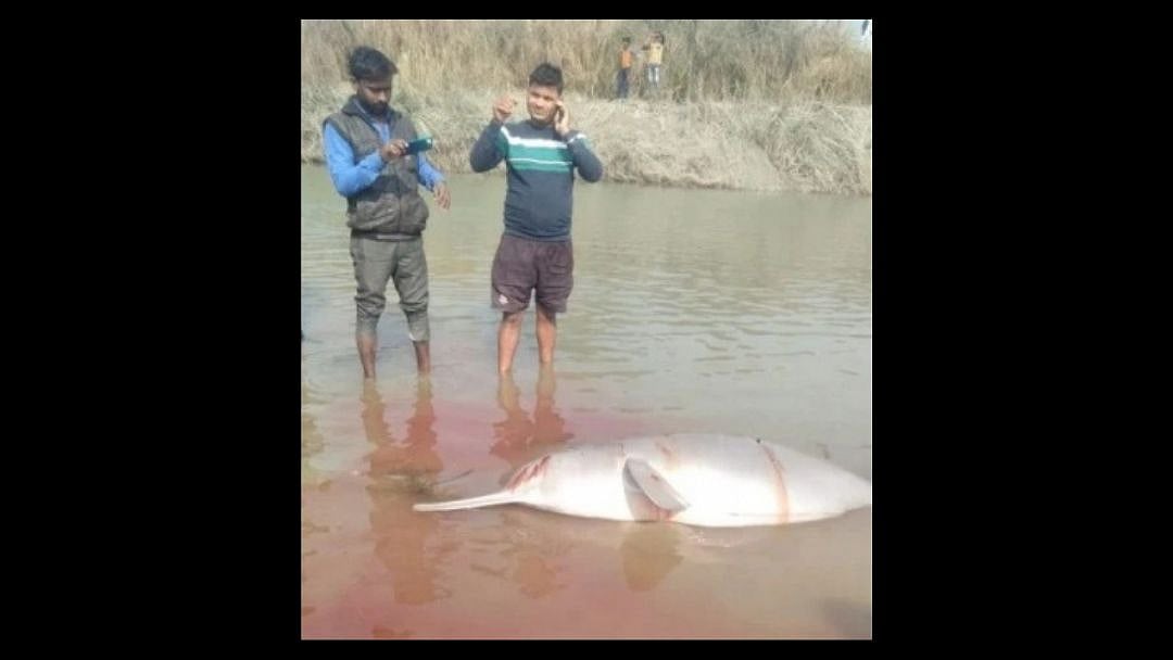 What are some possible solutions to the dolphin die-offs? image