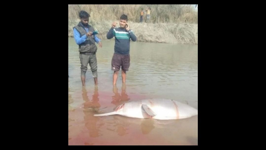 A gangetic dolphin was beaten to death by locals in Sharda Sahayak canal in Pratapgarh, Uttar Pradesh.