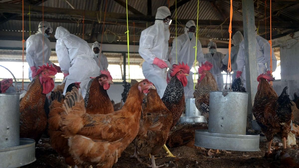 Maharashtra, Delhi Confirm Bird Flu: How Are States Tackling It?