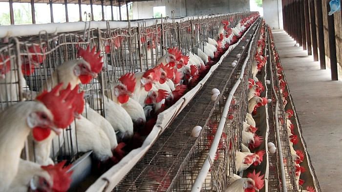 Can bird flu spread through meat consumption? How should you handle raw chicken?