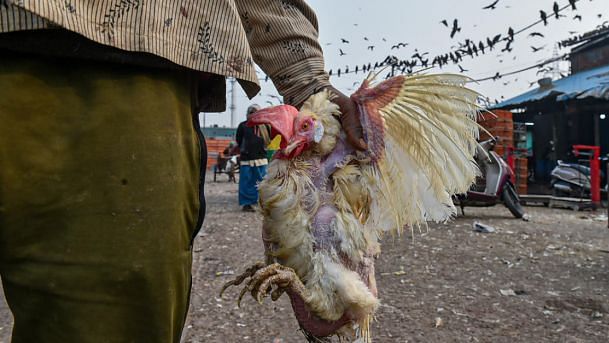 Avian influenza has not been detected in poultry birds in Delhi, the Animal Husbandry Unit said on Thursday.