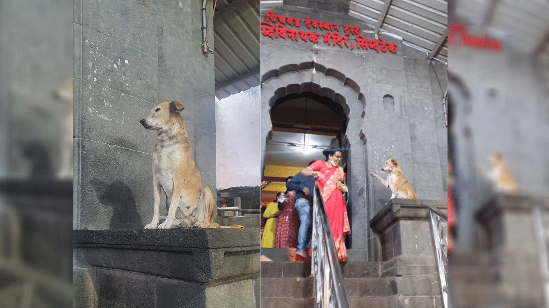 Netizens Are Loving This Dog That Blesses Devotees at Maha Temple
