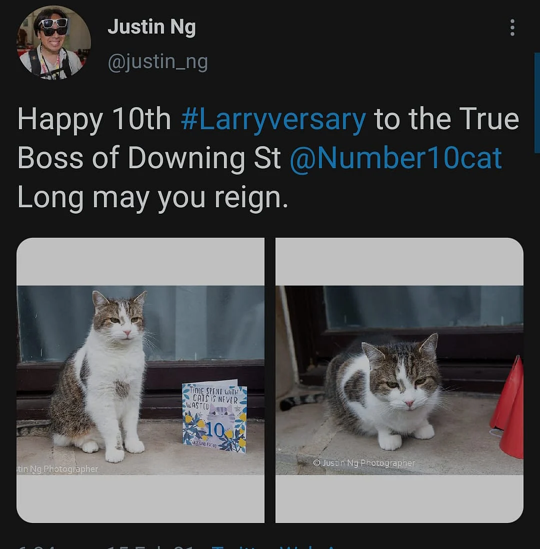 Cute Alert: Twitter Celebrates #Larriversary for Tomcat Larry