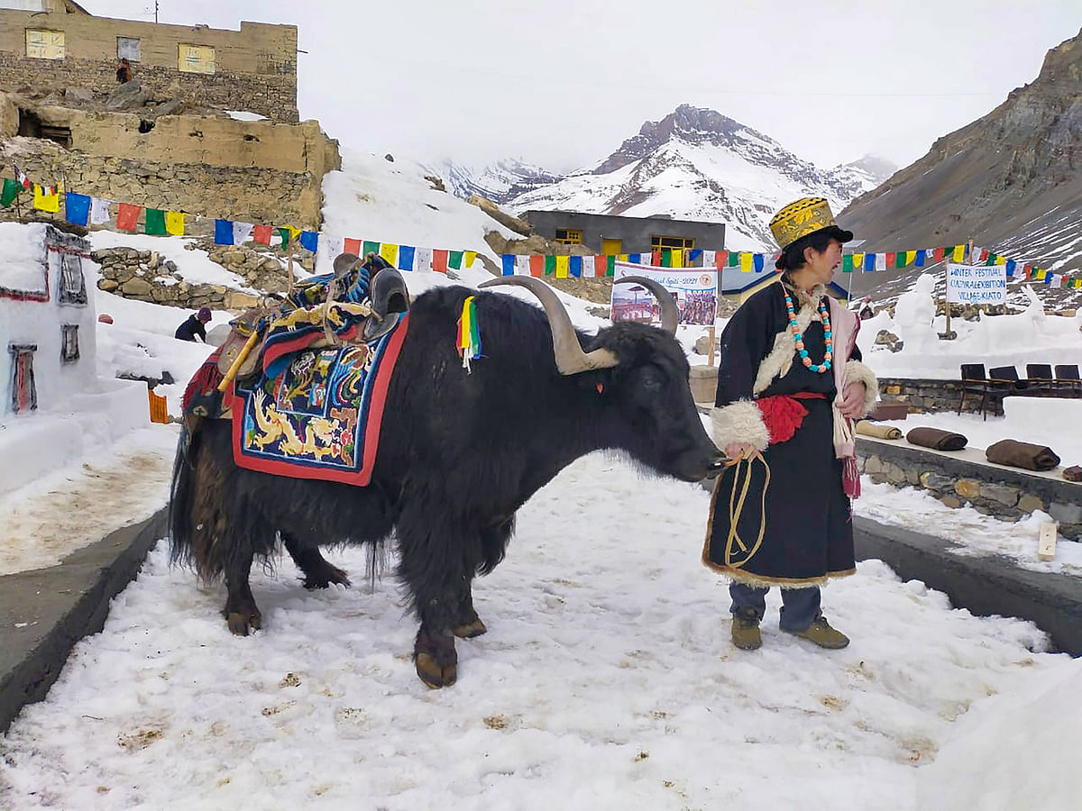 A tribal man dressed in his traditional attire stands withhis domestic yak during ‘Losar Panchayat Kiyato’ part of the Snow Festival in Lahaul- Spiti district, Tuesday, 23 February, 2021.