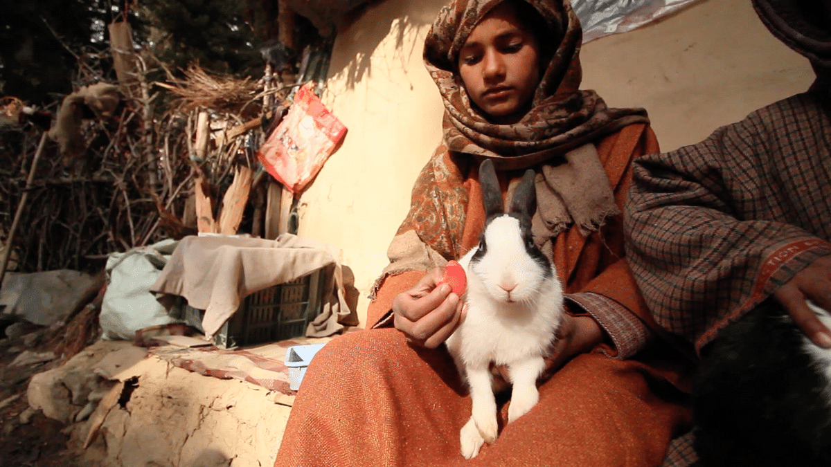A poor Bakarwal nomad’s family depends on their daughter and her rabbit for their survival. 