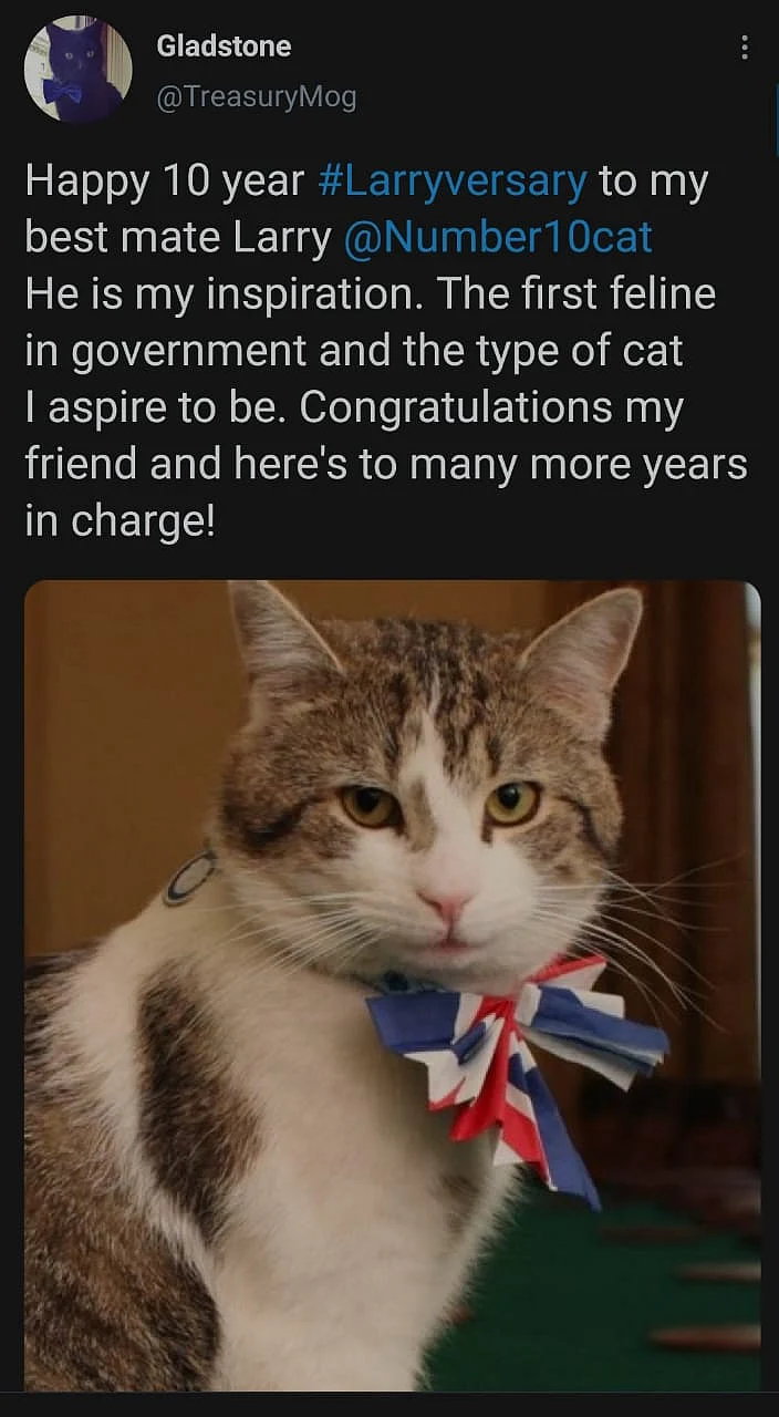 Cute Alert: Twitter Celebrates #Larriversary for Tomcat Larry