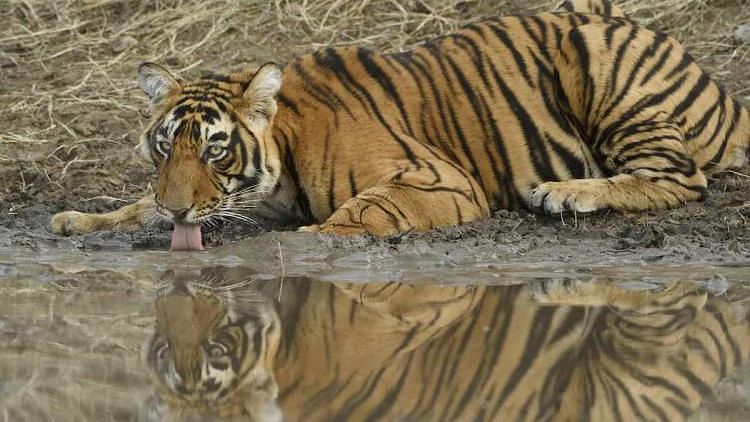 The location of the new tiger reserve will also enable it to be a buffer for Kerala’s Periyar Reserve Tigers.
