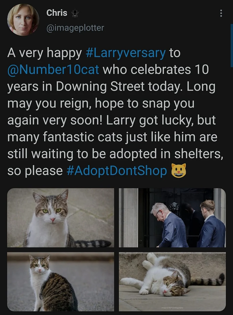 Cute Alert: Twitter Celebrates #Larriversary for Tomcat Larry