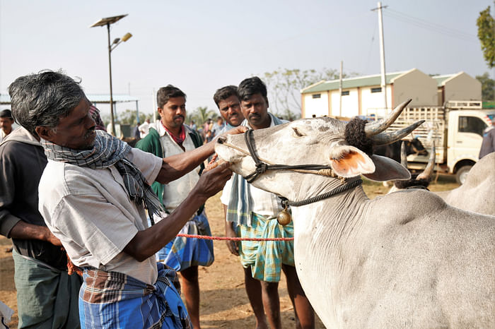 A farmer inspected a cow’s teeth at Terakanambi market