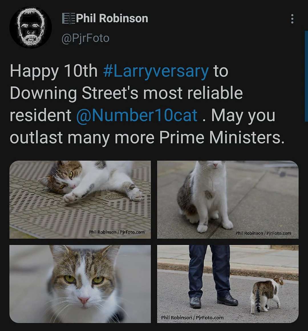 Cute Alert: Twitter Celebrates #Larriversary for Tomcat Larry
