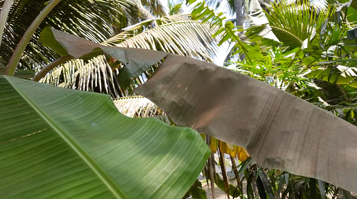 The brown layer on one of the leaves is coir pith dust that has settled overtime.