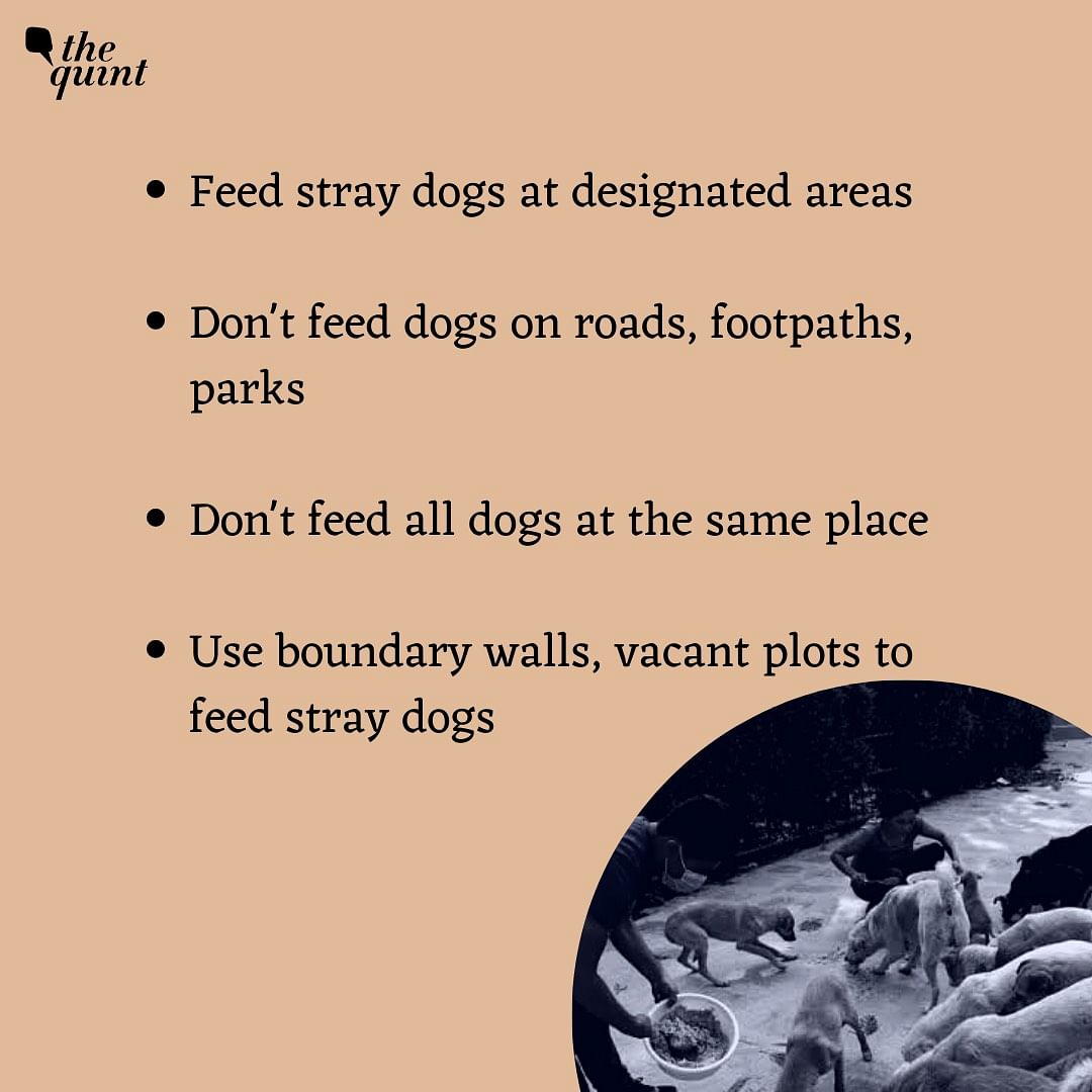 The issue of feeding stray dogs has emerged as a major flashpoint between residents of housing societies.
