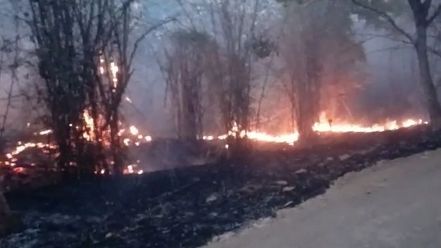 Screenshot of the fire that broke out in Bandhavgarh Tiger Reserve on Monday, 29 March.