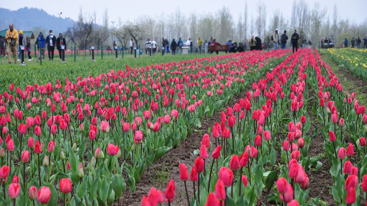 The Asia's largest tulip garden in Srinagar, J&K is all set to open on 23 March. Here's everything you must know.