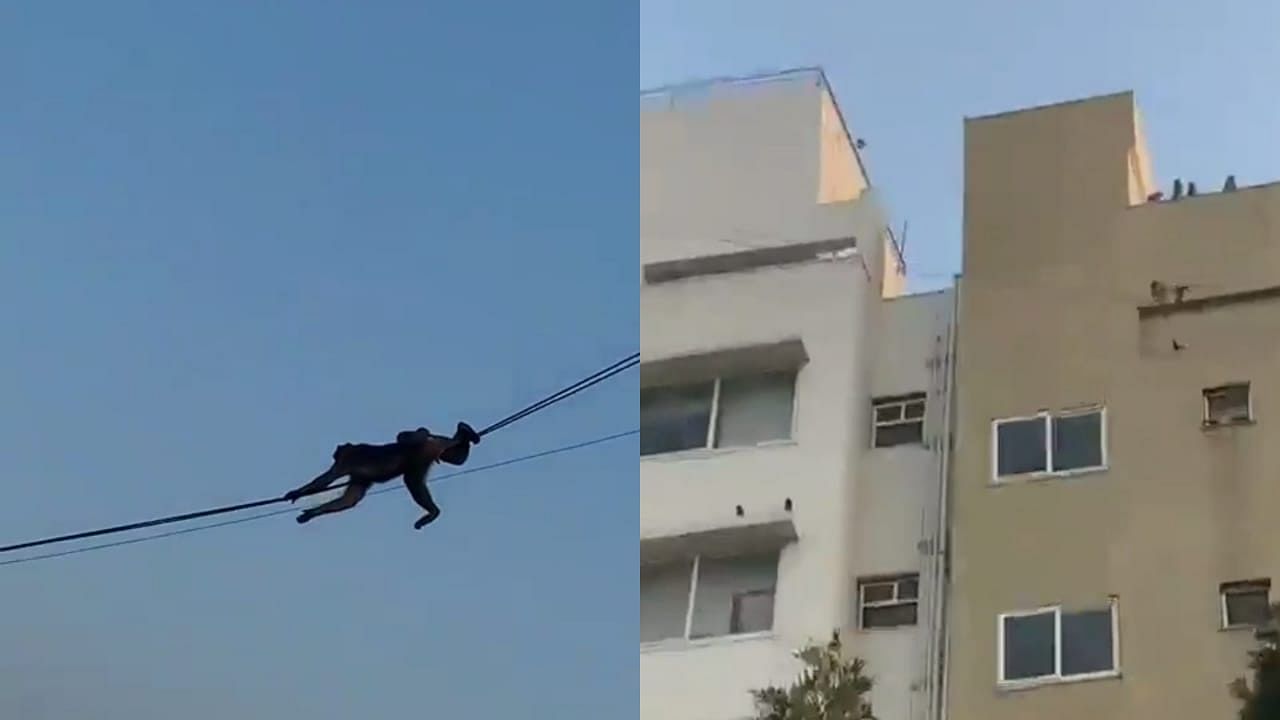 Watch:Monkey Gliding Across Electrical Wires Between Two Buildings