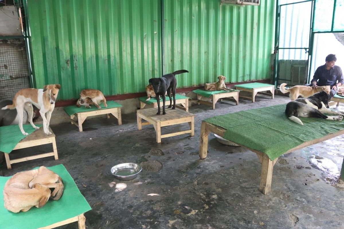 House of Stray Animals is a free dispensary for all street animals in Noida. They have been active since 2007.
