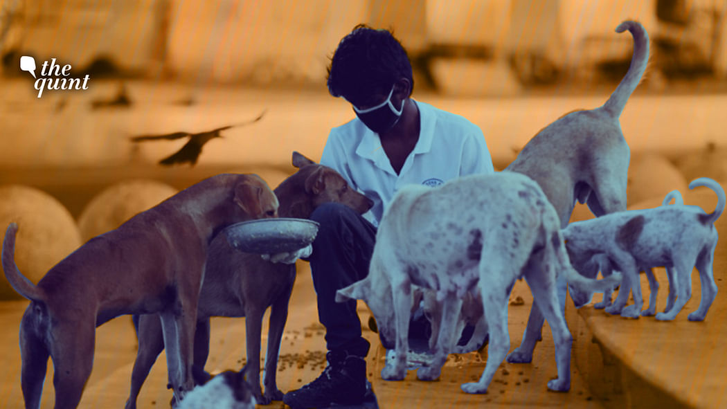 The issue of feeding stray dogs has emerged as a major flashpoint between residents of housing societies.