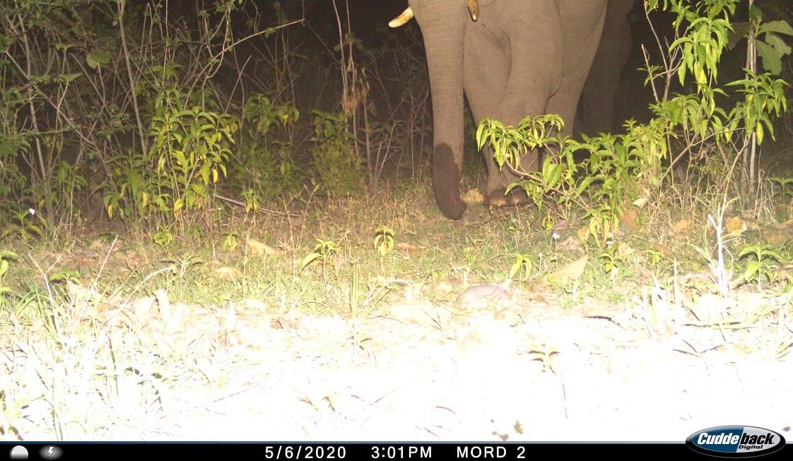 Camera-trap pictures by the Wildlife Institute of India reveals an extraordinary abundance of life on this stretch.