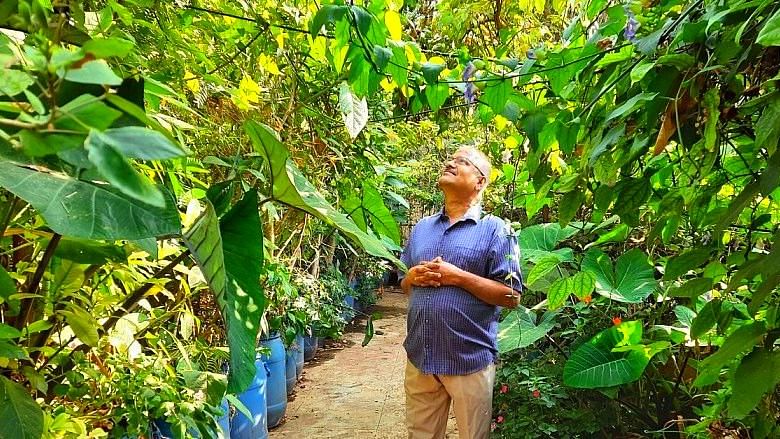 Birds, Butterflies, 1700 Trees: Bengaluru Man Grows Terrace Jungle
