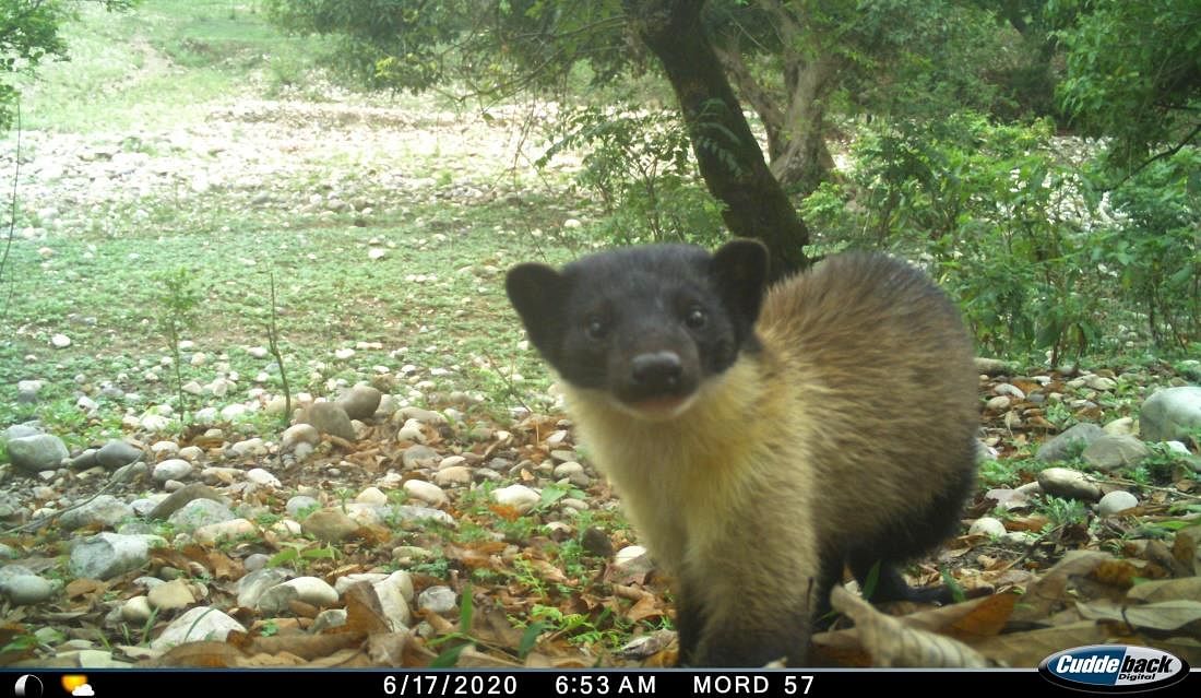 Camera-trap pictures by the Wildlife Institute of India reveals an extraordinary abundance of life on this stretch.