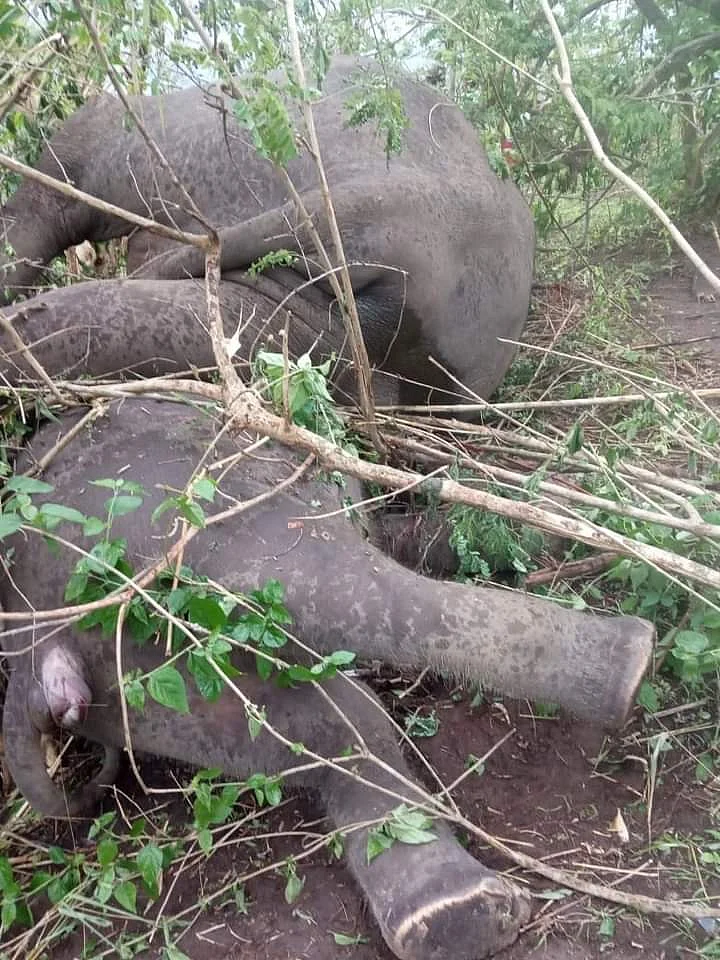 ‘Lightning Strike’ Kills Herd of 18 Elephants in Assam’s Nagaon