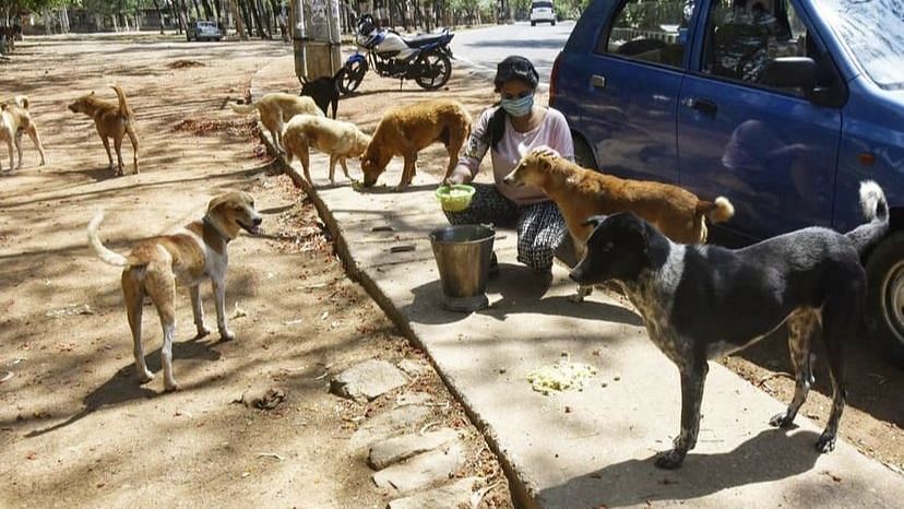 A Young Woman in Ranchi Feeds Over 200 Dogs Every Day