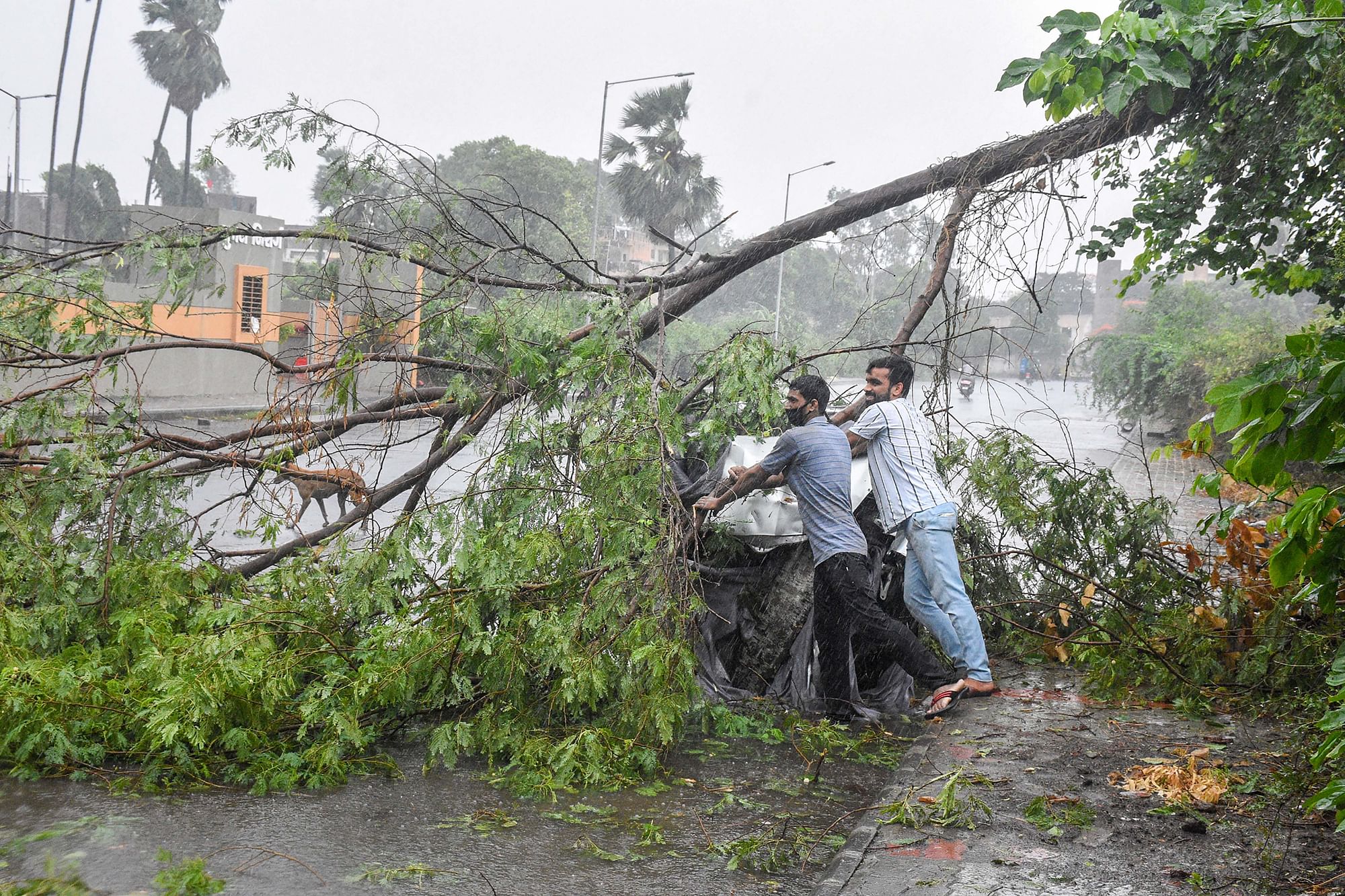Locals clear a fallen tree from a road following the landfall process of Cyclone Tauktae, in Surat, Gujarat, on Tuesday. &nbsp;