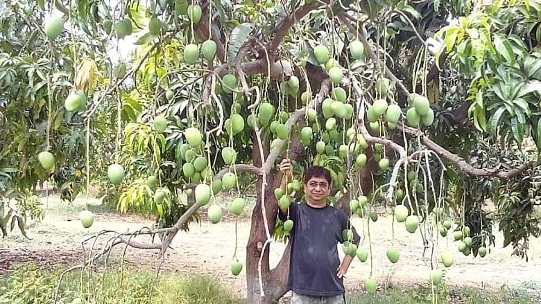 Gujarat Farmer Rajesh Shah used the technique called girdling to make the fruit trees produce more.