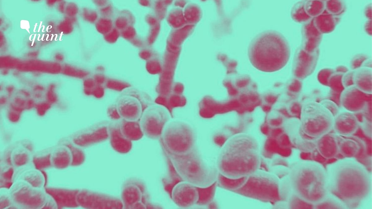 White Fungus Not a New Infection: Here's What Experts Have to Say - Vimarsana News